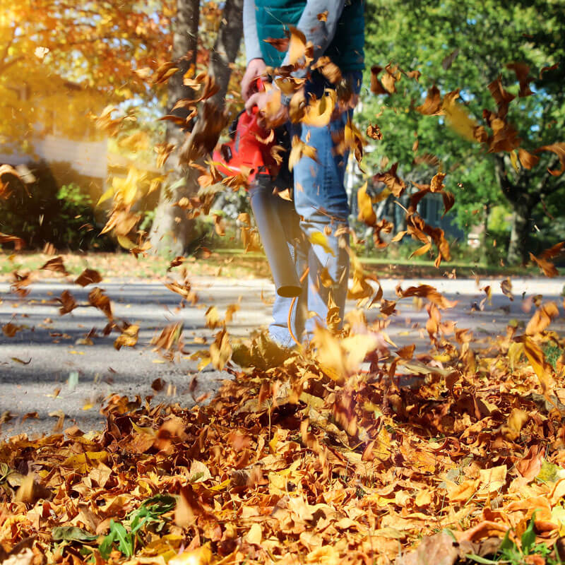 https://franklinlandscapenj.com/wp-content/uploads/2024/02/Leaf-Removal.jpg