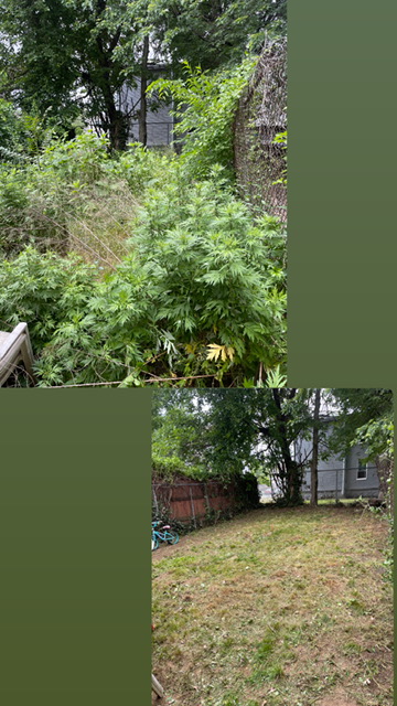 Franklin Landscape b04